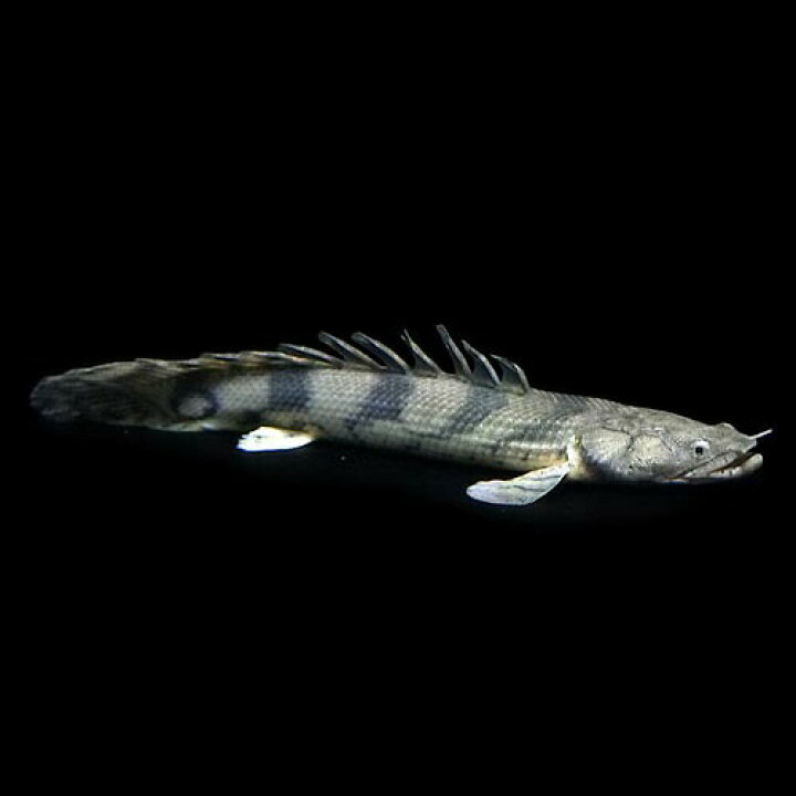 楽天市場 熱帯魚 生体 ポリプテルス エンドリケリー 約２０cm １匹 ワイルド 水槽 熱帯魚 観賞魚 飼育 生体 通販 販売 アクアリウム あくありうむ 小型 ネオス 楽天市場店
