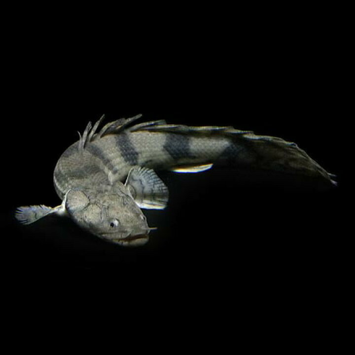 楽天市場 熱帯魚 生体 ポリプテルス エンドリケリー 約２０cm １匹 ワイルド 水槽 熱帯魚 観賞魚 飼育 生体 通販 販売 アクアリウム あくありうむ 小型 ネオス 楽天市場店