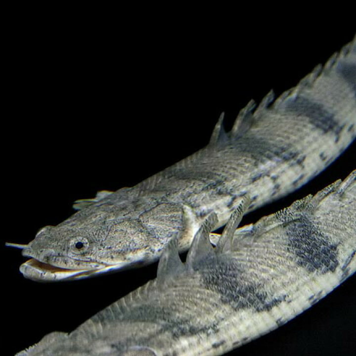 楽天市場 熱帯魚 生体 ポリプテルス エンドリケリー 約２０cm １匹 ワイルド 水槽 熱帯魚 観賞魚 飼育 生体 通販 販売 アクアリウム あくありうむ 小型 ネオス 楽天市場店