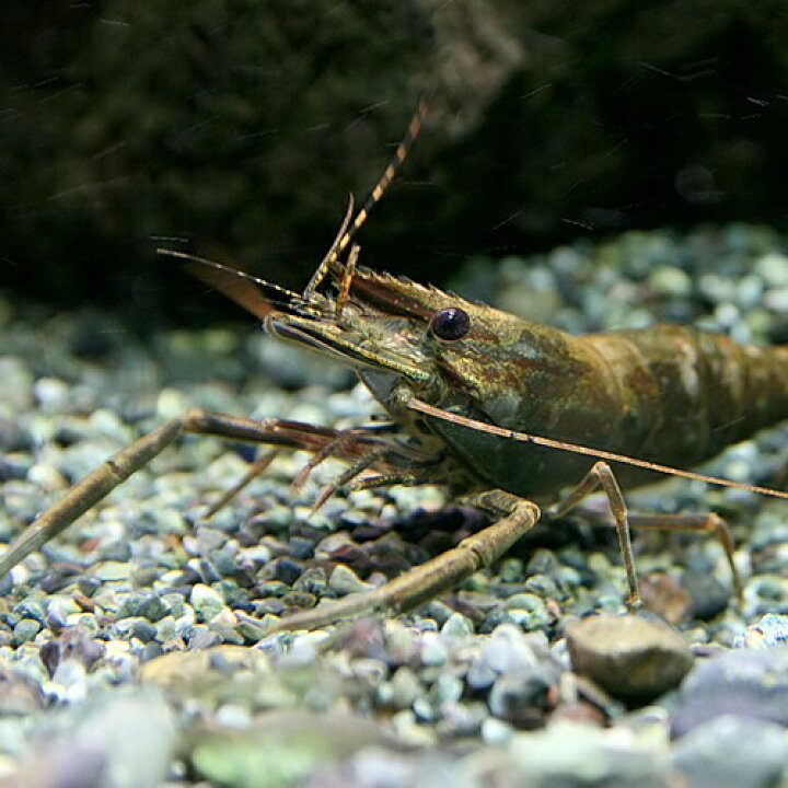 楽天市場 エビ ミャンマーウッドシュリンプ 約５cm １匹 水槽 熱帯魚 観賞魚 飼育 生体 通販 販売 アクアリウム あくありうむ 小型 ネオス 楽天市場店