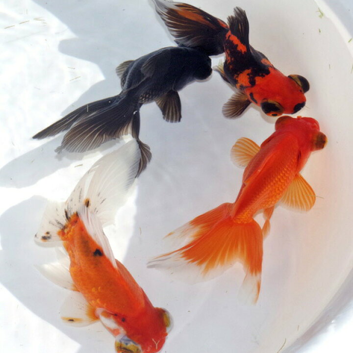 楽天市場 金魚 生体 ミックス出目金 約5 8cm ５匹 水槽 熱帯魚 観賞魚 飼育 生体 通販 販売 アクアリウム あくありうむ 小型 ネオス 楽天市場店