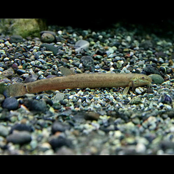 楽天市場 日淡 ドジョウ 約8 10cm 50匹 水槽 熱帯魚 観賞魚 飼育 生体 通販 販売 アクアリウム あくありうむ 小型 ネオス 楽天市場店 楽天市場 日淡 ドジョウ 約8 10cm 50匹 水槽 熱帯魚 観賞魚 飼育 生体 通販 販売 アクアリウム あくありうむ 小型 ネオス 楽天市場店