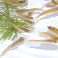 (めだか)ヒメダカ　（約2cm）（100匹）【水槽/熱帯魚/観賞魚/飼育】【生体】【通販/販売】【アクアリウム…