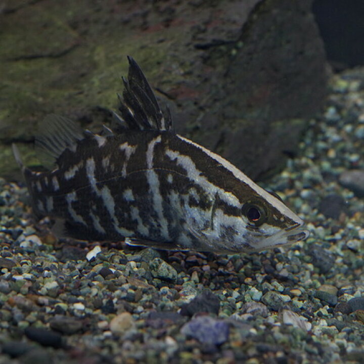 楽天市場】(日淡)アカメ（四国産） （約8cm）（1匹）【水槽/熱帯魚 