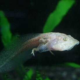 (両生類)バジェットフロッグ　おたまじゃくし（約7-8cm）（1匹）【水槽/熱帯魚/観賞魚/飼育】【生体】【通販/販売】【アクアリウム/あくありうむ】【小型】