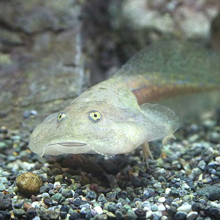 楽天市場 両生類 バジェットフロッグ おたまじゃくし 約７ ８cm １匹 水槽 熱帯魚 観賞魚 飼育 生体 通販 販売 アクアリウム あくありうむ 小型 ネオス 楽天市場店