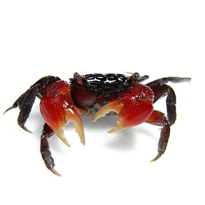 楽天市場 カニ タイ産レッドクラブ 全長約４ ５cm 甲長約２cm １匹 水槽 熱帯魚 観賞魚 飼育 生体 通販 販売 アクアリウム あくありうむ 小型 ネオス 楽天市場店