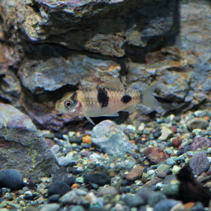 楽天市場 熱帯魚 生体 メロンバルブ 約４cm ３匹 水槽 熱帯魚 観賞魚 飼育 生体 通販 販売 アクアリウム あくありうむ 小型 ネオス 楽天市場店