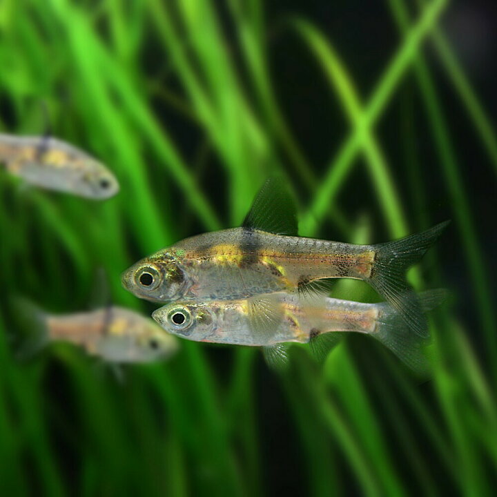 楽天市場 熱帯魚 生体 プンティウス ゲリウス 約１ ５cm １匹 水槽 熱帯魚 観賞魚 飼育 生体 通販 販売 アクアリウム あくありうむ 小型 ネオス 楽天市場店