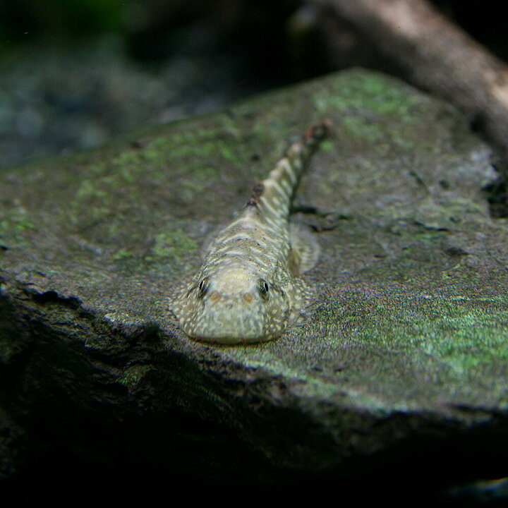 楽天市場 熱帯魚 生体 イエローフィンゼブラボルネオプレコ 約４cm １匹 水槽 熱帯魚 観賞魚 飼育 生体 通販 販売 アクアリウム あくありうむ 小型 ネオス 楽天市場店