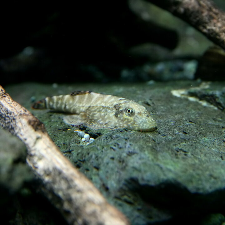 何でも揃う 熱帯魚 ボルネオプレコ 約3cm 1匹 Shipsctc Org