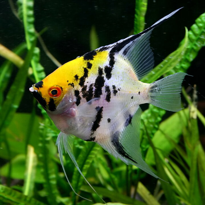 楽天市場 熱帯魚 生体 ミックスエンゼルフィッシュ L 約６ ８cm １匹 水槽 熱帯魚 観賞魚 飼育 生体 通販 販売 アクアリウム あくありうむ 小型 ネオス 楽天市場店
