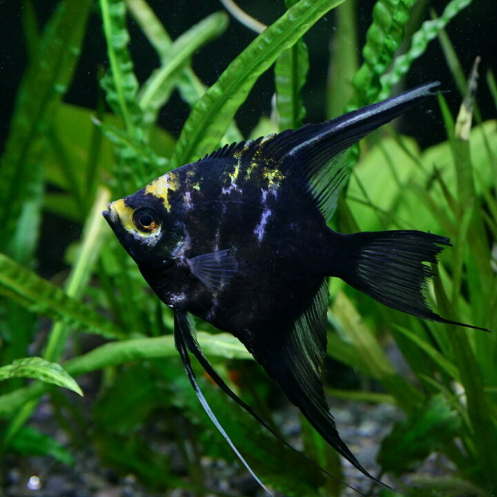 楽天市場 熱帯魚 生体 ミックスエンゼルフィッシュ L 約６ ８cm １匹 水槽 熱帯魚 観賞魚 飼育 生体 通販 販売 アクアリウム あくありうむ 小型 ネオス 楽天市場店
