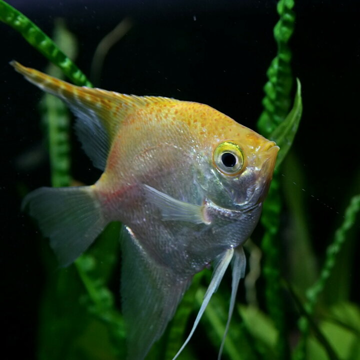 楽天市場 熱帯魚 生体 ミックスエンゼルフィッシュ L 約６ ８cm １匹 水槽 熱帯魚 観賞魚 飼育 生体 通販 販売 アクアリウム あくありうむ 小型 ネオス 楽天市場店