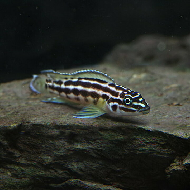 楽天市場】(熱帯魚 生体)ジュリドクロミス・トランスクリプタス （約 