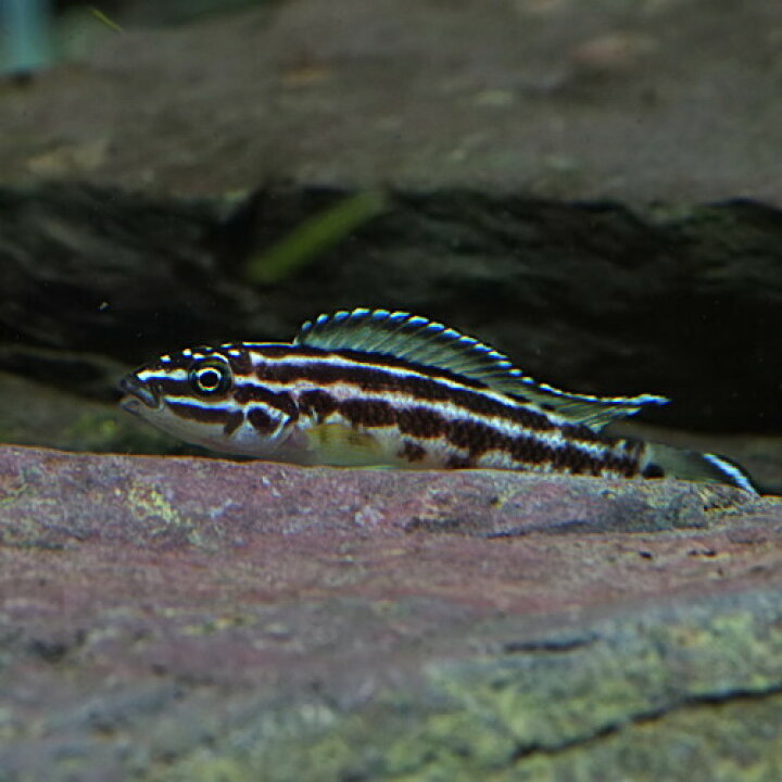 楽天市場】(熱帯魚 生体)ジュリドクロミス・トランスクリプタス （約 