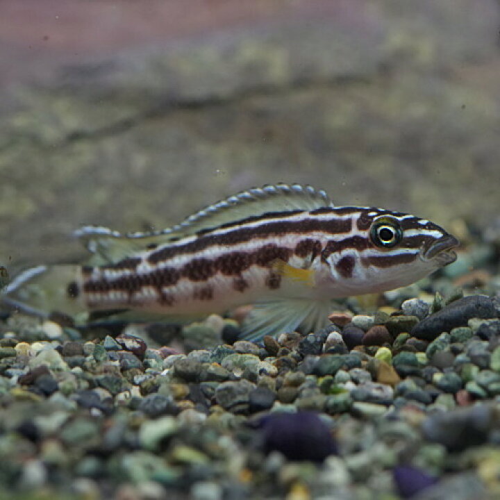 楽天市場】(熱帯魚 生体)ジュリドクロミス・トランスクリプタス （約 