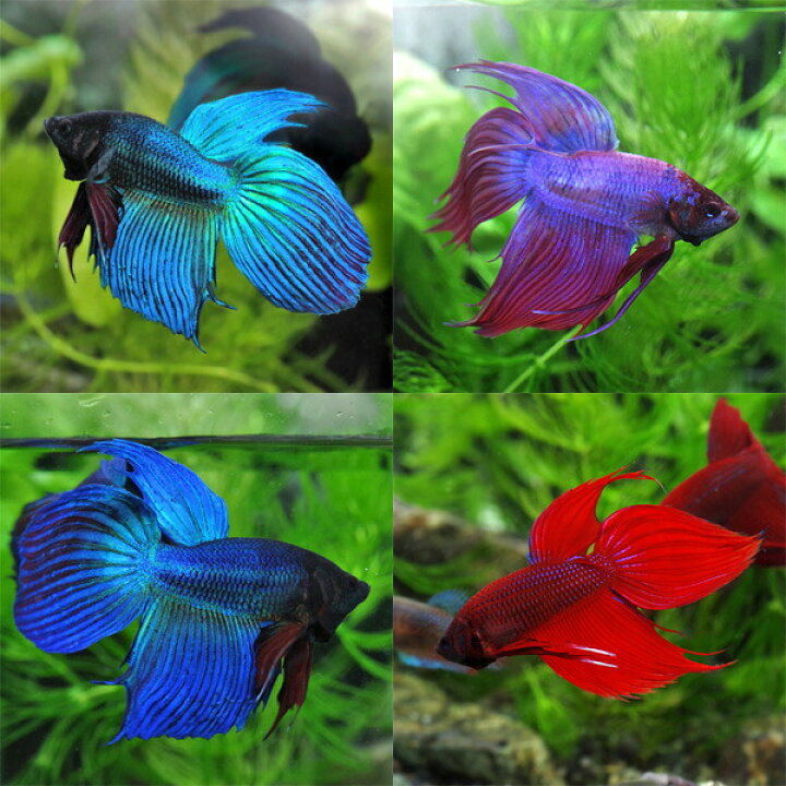楽天市場 熱帯魚 生体 ベタ トラディショナル オス 色おまかせ 約５cm １匹 水槽 熱帯魚 観賞魚 飼育 生体 通販 販売 アクアリウム あくありうむ 小型 ネオス 楽天市場店