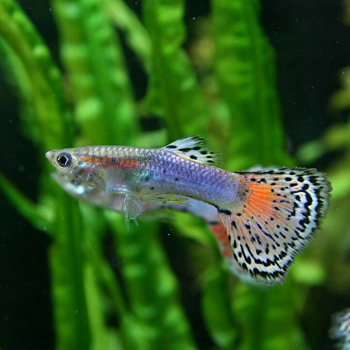 楽天市場 熱帯魚 生体 ピンクグラステールグッピー 約３cm ３ペア 水槽 熱帯魚 観賞魚 飼育 生体 通販 販売 アクアリウム あくありうむ 小型 ネオス 楽天市場店