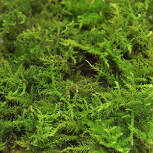 (水草)ビバリウムモス シノブゴケ苔特集【水槽/熱帯魚/観賞魚/飼育】【生体】【通販/販売】【アクアリウム/あくありうむ】【小型】