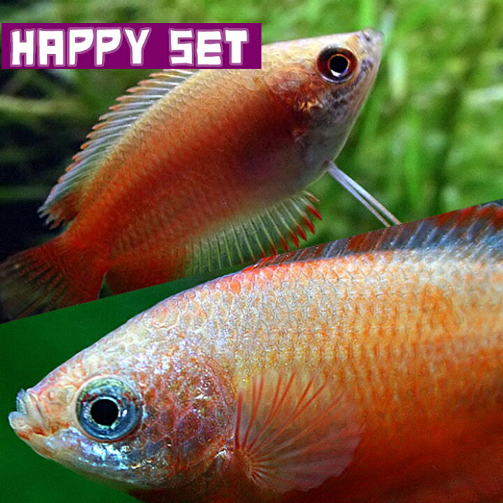 楽天市場 熱帯魚 生体 バリューセット ゴールデンハニードワーフグラミー 約２ ３cm ３匹 レッドグラミー 約３cm ３匹 水槽 熱帯魚 観賞魚 飼育 生体 通販 販売 アクアリウム あくありうむ 小型 ネオス 楽天市場店