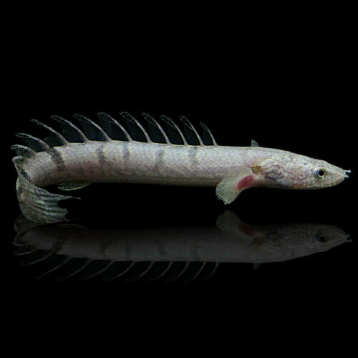 楽天市場 熱帯魚 生体 ポリプテルス デルヘッジィ ワイルド個体 約１５ １８cm １匹 水槽 熱帯魚 観賞魚 飼育 生体 通販 販売 アクアリウム あくありうむ 小型 ネオス 楽天市場店