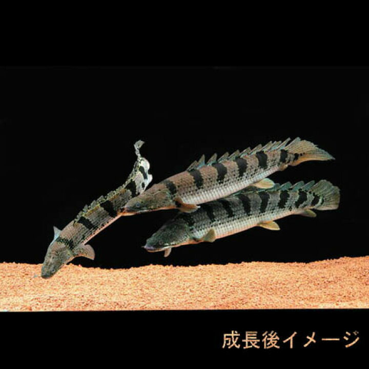 楽天市場】(熱帯魚 生体)ポリプテルス デルヘッジィ【ワイルド】 （約 