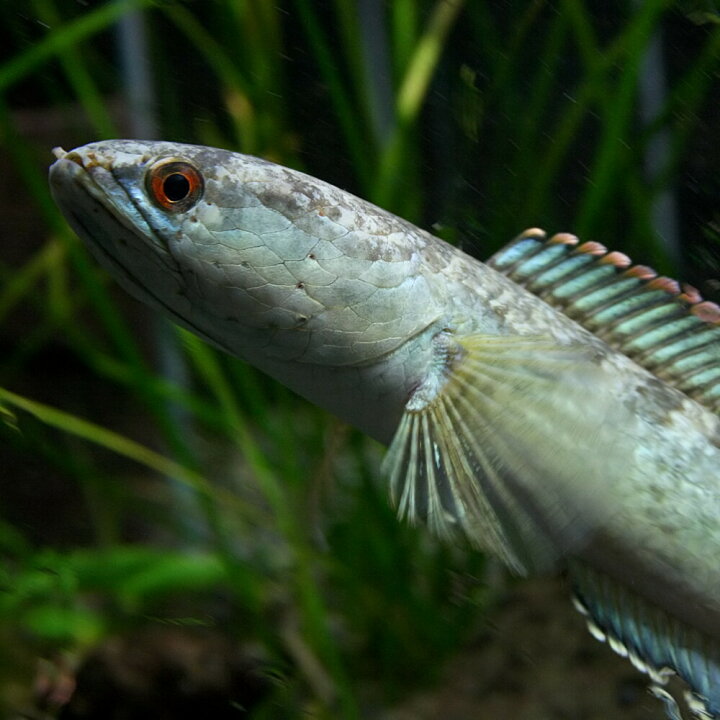 楽天市場 熱帯魚 生体 ドワーフスネークヘッド タイ北部 ナーン県 産 約１２cm １匹 水槽 熱帯魚 観賞魚 飼育 生体 通販 販売 アクアリウム あくありうむ 小型 ネオス 楽天市場店