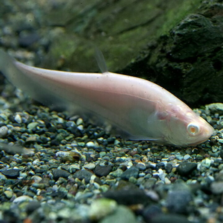 楽天市場】(熱帯魚 生体)アルビノ ピュアホワイト ナイフ （約6cm  