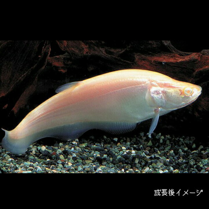 楽天市場】(熱帯魚 生体)アルビノ ピュアホワイト ナイフ （約6cm 