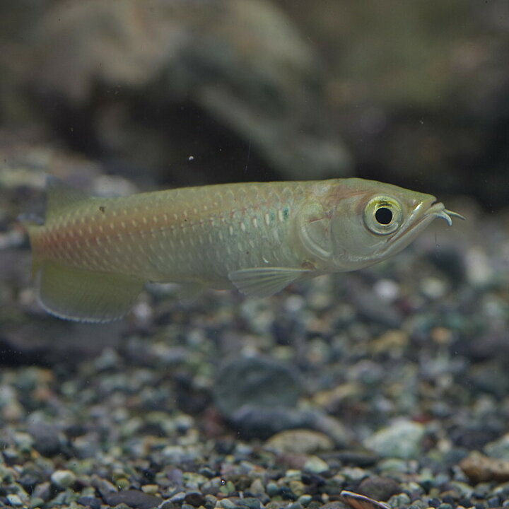 楽天市場 熱帯魚 生体 ノーザン バラムンディ 約4 6cm 1匹 水槽 熱帯魚 観賞魚 飼育 生体 通販 販売 アクアリウム あくありうむ 小型 ネオス 楽天市場店 楽天市場 熱帯魚 生体 ノーザン バラムンディ 約4 6cm 1匹 水槽 熱帯魚 観賞魚 飼育 生体 通販 販売 アクアリウム あくありうむ 小型 ネオス 楽天市場店