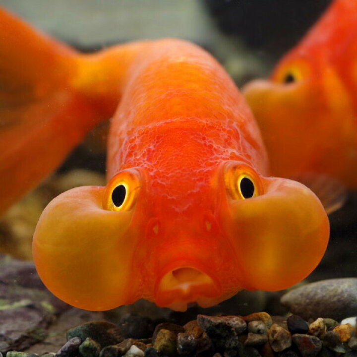 楽天市場 金魚 生体 水泡眼 約6 7cm １匹 水槽 熱帯魚 観賞魚 飼育 生体 通販 販売 アクアリウム あくありうむ 小型 ネオス 楽天市場店