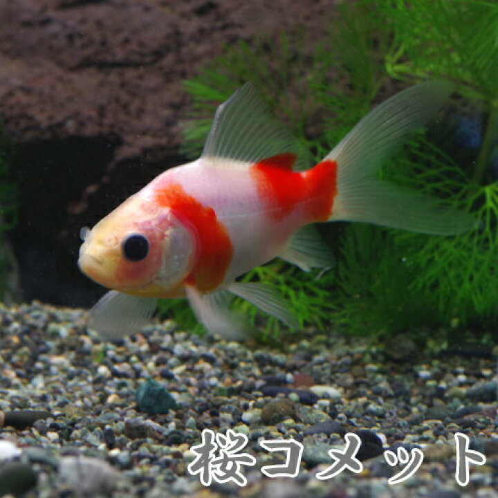 楽天市場 金魚 生体 桜コメット 短尾 約7 8cm 1匹 水槽 熱帯魚 観賞魚 飼育 生体 通販 販売 アクアリウム あくありうむ 小型 ネオス 楽天市場店 楽天市場 金魚 生体 桜コメット 短尾 約7 8cm 1匹 水槽 熱帯魚 観賞魚 飼育 生体 通販 販売 アクアリウム あくありうむ 小型 ネオス 楽天市場店