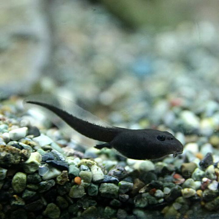 楽天市場 両生類 ミヤコヒキガエル おたまじゃくし 約２cm １匹 水槽 熱帯魚 観賞魚 飼育 生体 通販 販売 アクアリウム あくありうむ 小型 ネオス 楽天市場店
