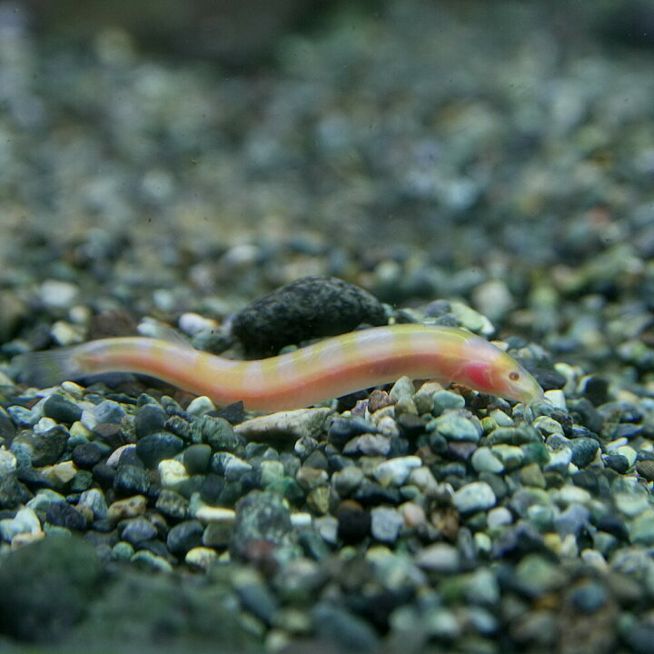 楽天市場 熱帯魚 生体 アルビノクーリーローチ 約４cm １匹 水槽 熱帯魚 観賞魚 飼育 生体 通販 販売 アクアリウム あくありうむ 小型 ネオス 楽天市場店