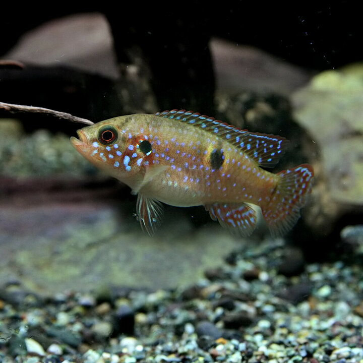 楽天市場 熱帯魚 生体 レッドジュエルシクリッド 約４ ５cm １匹 水槽 熱帯魚 観賞魚 飼育 生体 通販 販売 アクアリウム あくありうむ 小型 ネオス 楽天市場店