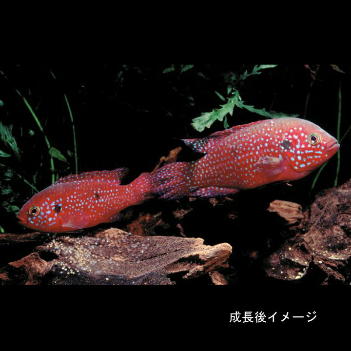 新作人気モデル 熱帯魚 レッドシクリッド 約5cm 1匹 Shipsctc Org