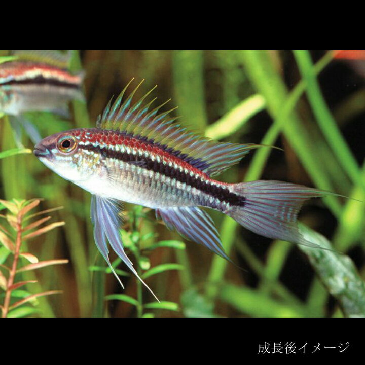 楽天市場 熱帯魚 生体 アピストグラマ ビタエニアータ ナナイ産 約３ ５cm １匹 水槽 熱帯魚 観賞魚 飼育 生体 通販 販売 アクアリウム あくありうむ 小型 ネオス 楽天市場店
