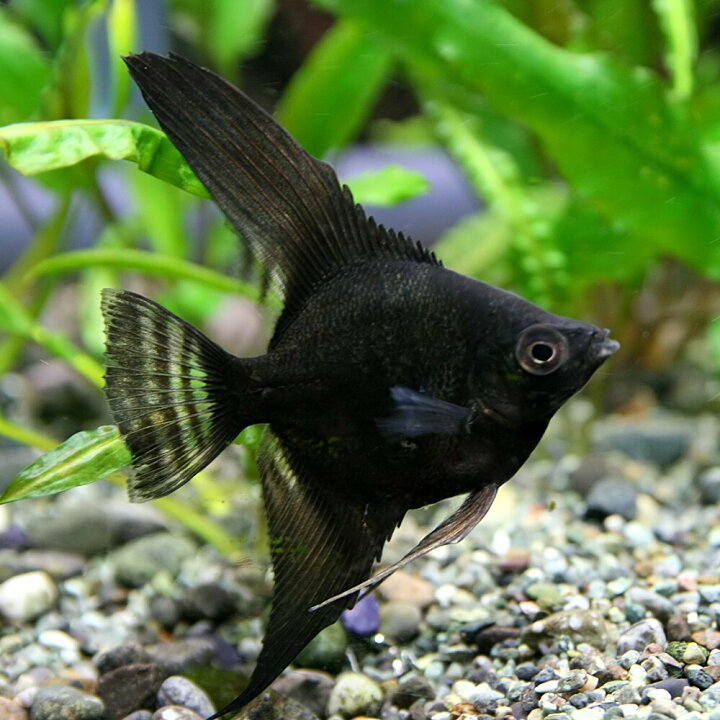 楽天市場 熱帯魚 生体 ブラックエンゼルフィッシュ 約3 ５cm １匹 水槽 熱帯魚 観賞魚 飼育 生体 通販 販売 アクアリウム あくありうむ 小型 ネオス 楽天市場店