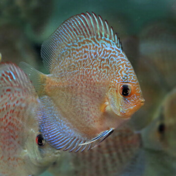 楽天市場】(熱帯魚 生体) ブルーアナコンダ ディスカス（ ペナン 