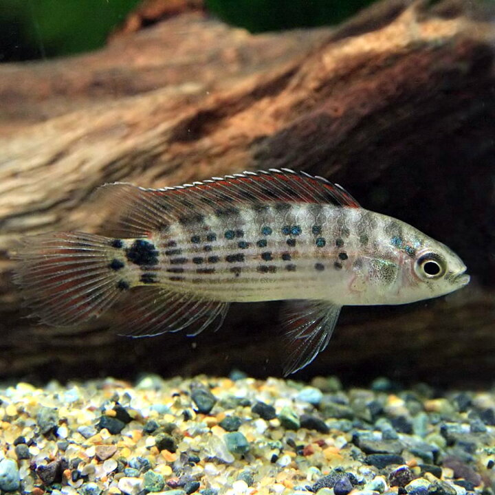 楽天市場 熱帯魚 生体 バディス ブルマニクス バジス バジス ブルマニクス 約４cm １匹 水槽 熱帯魚 観賞魚 飼育 生体 通販 販売 アクアリウム あくありうむ 小型 ネオス 楽天市場店