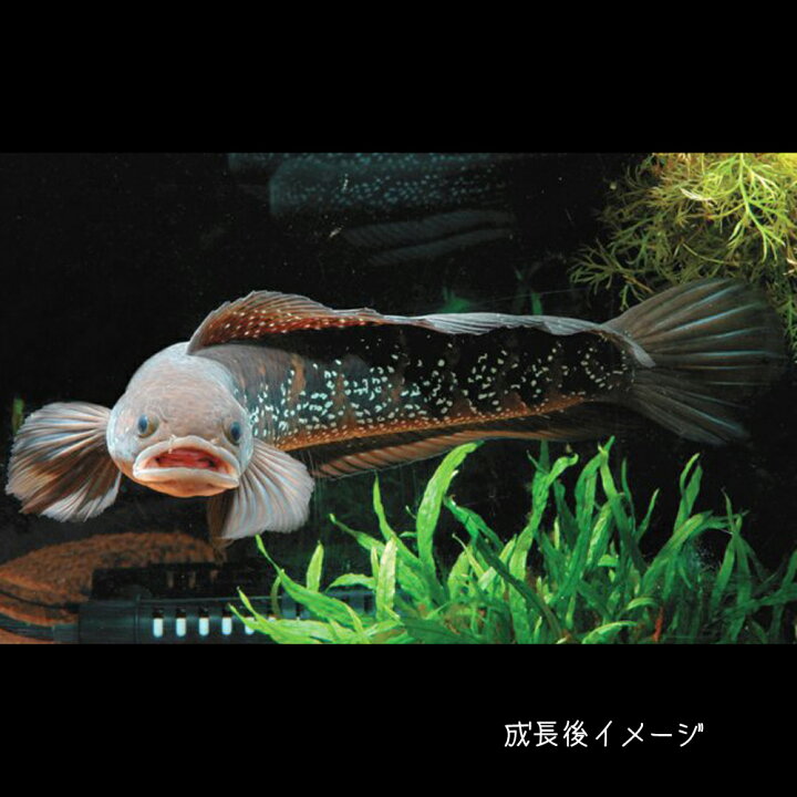 楽天市場 熱帯魚 生体 コウタイ 七星魚 約５cm １匹 水槽 熱帯魚 観賞魚 飼育 生体 通販 販売 アクアリウム あくありうむ 小型 ネオス 楽天市場店