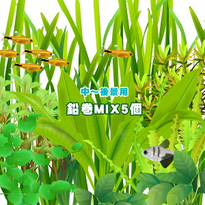 (水草)おまかせ水草 中〜後景 鉛巻きMIX(ミックス) (5個)【水槽/熱帯魚/観賞魚/飼育】【生体】【通販/販売】【アクアリウム/あくありうむ】【小型】