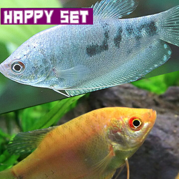 楽天市場 熱帯魚 生体 バリューセット ゴールデングラミー 約４cm ３匹 マーブルグラミー 約４cm ３匹 水槽 熱帯魚 観賞魚 飼育 生体 通販 販売 アクアリウム あくありうむ 小型 ネオス 楽天市場店