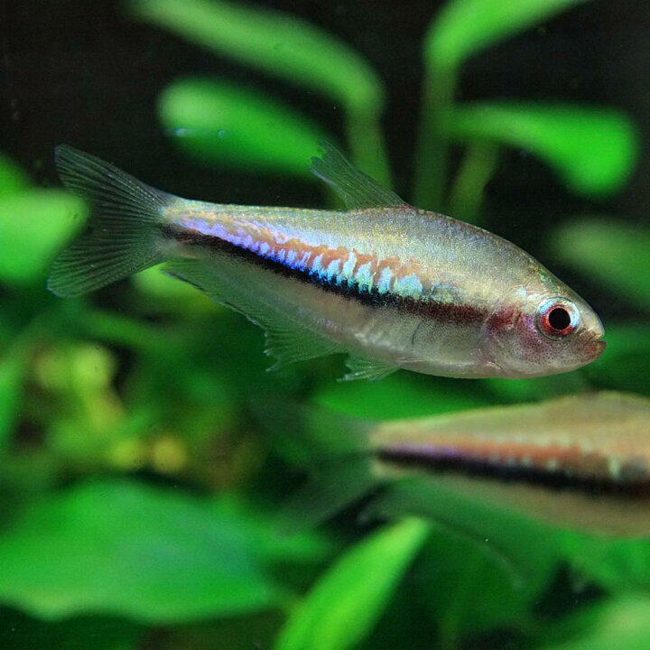 楽天市場 熱帯魚 生体 レインボーテトラ ワイルド 約２ ４cm ５匹 水槽 熱帯魚 観賞魚 飼育 生体 通販 販売 アクアリウム あくありうむ 小型 ネオス 楽天市場店