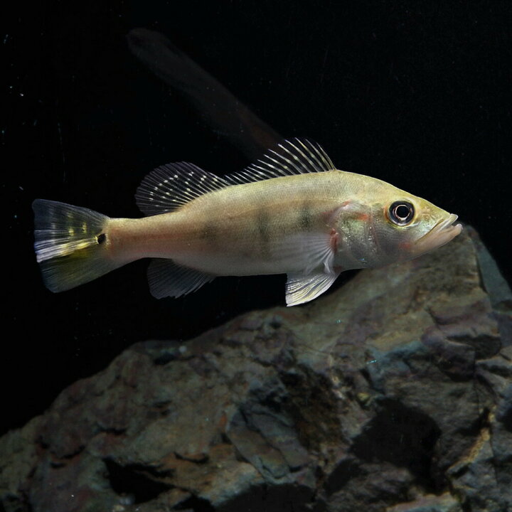 楽天市場】(熱帯魚 生体)キクラ ケルベリー （約8cm）（1匹）【水槽 