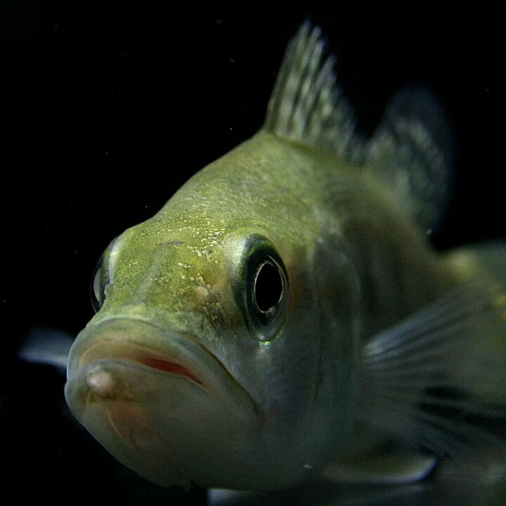 楽天市場】(熱帯魚 生体)キクラ ケルベリー （約8cm）（1匹）【水槽 