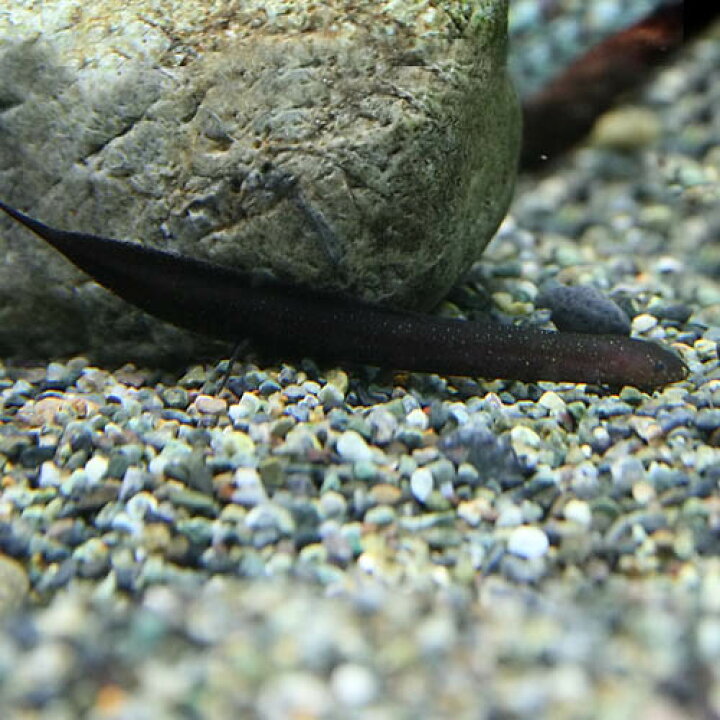 楽天市場】(熱帯魚 生体)レピドシレン パラドクサ（約6-7cm）（1匹  