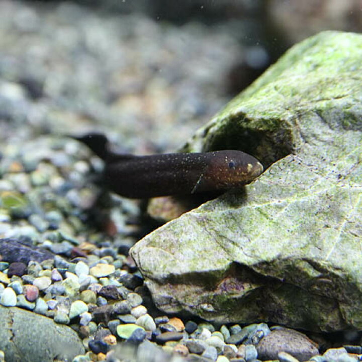 楽天市場】(熱帯魚 生体)レピドシレン パラドクサ（約6-7cm）（1匹  
