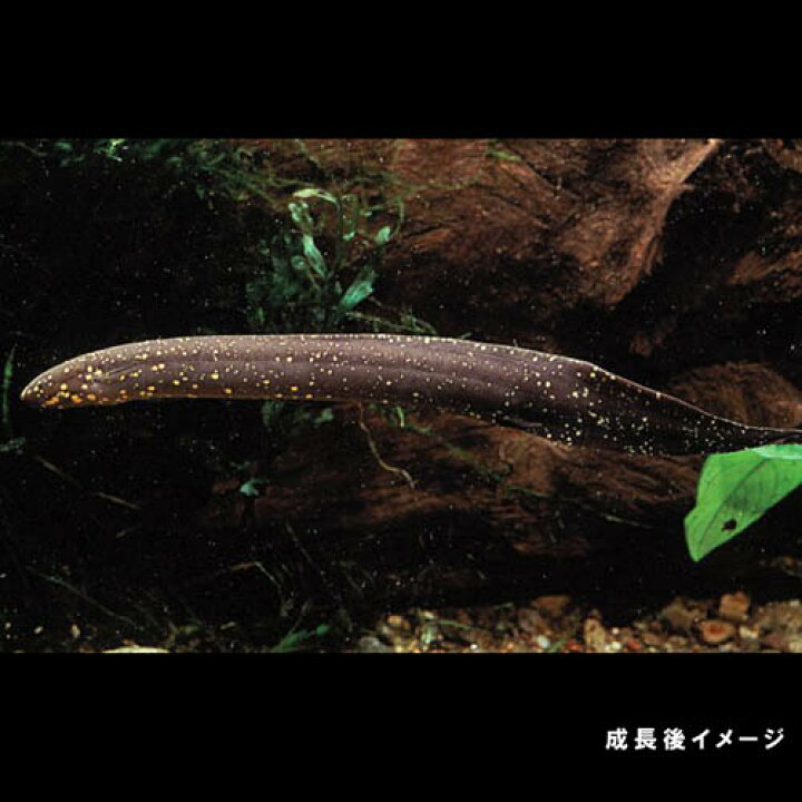 楽天市場】(熱帯魚 生体)レピドシレン パラドクサ（約6-7cm）（1匹  